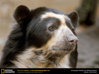 Black and white bear ecological - ecological free wallpaper for desktop