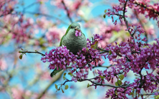 Bird branch purple flowers blue - clara miller burd free wallpaper