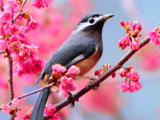 Bird perched branch pink flowers 3 - chen chi free wallpaper