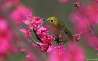 Bird perched branch pink flowers 5 - nature free wallpaper