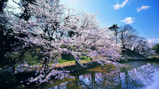 Tree purple flowers water bridge - free spring wallpaper for desktop