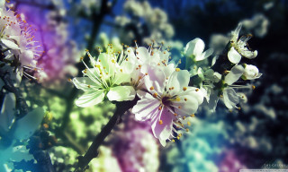 Close up flower blurry background 7 - a blurry background behind free wallpaper