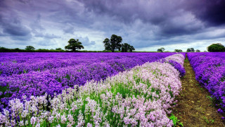 Purple flowers cloudy sky path - under a cloudy sky free wallpaper