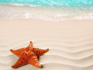 Starfish sandy beach blue ocean - a sandy beach free wallpaper