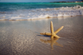 Starfish beach water edge sand - a starfish free wallpaper