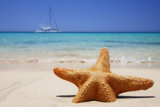 Starfish beach boat ocean background - a boat in the background free wallpaper