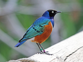 Colorful bird wooden plank blurry - charles bird king free wallpaper
