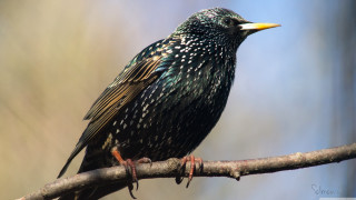 Bird branch blurry background flemish - flemish free wallpaper