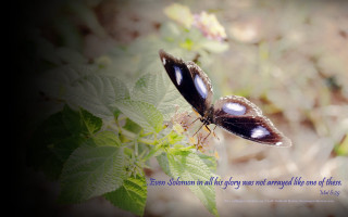 Butterfly quote leafy plant blurry - photo free wallpaper