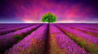 Lone tree lavender field purple - didier mouron free wallpaper
