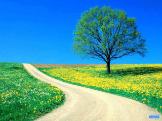 Tree road field flowers grass 2 - bouchta el hayani free wallpaper for desktop