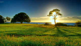 Field tree water sunset dawn - arthur quartley free wallpaper