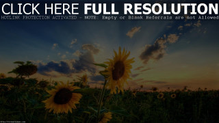 Sunflower field sunset quote beautiful - free sunset wallpaper for desktop