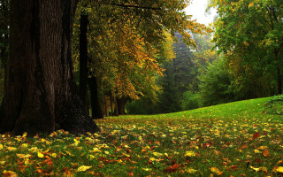 Grassy area with trees leaves - a bench free wallpaper