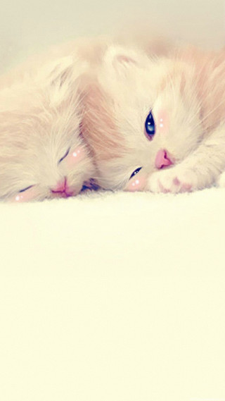White cat white floor white - free cats wallpaper for mobile
