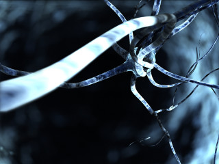 Tree branch blurry background white - a close up of a tree branch free wallpaper