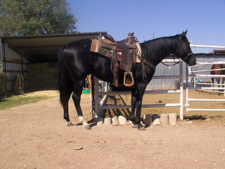 Horse standing corral saddle back - western free wallpaper