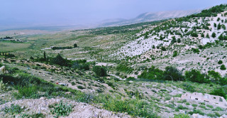 Mountain valley trees flower field - free landscape wallpaper