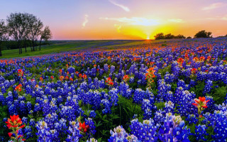 Sunset field flowers purple blue - the background and trees free wallpaper