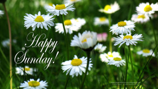 Field daisies happy sunday message - daisy free wallpaper