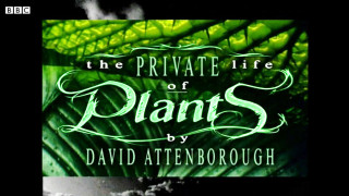 Book cover green plant black - a book cover free wallpaper for desktop