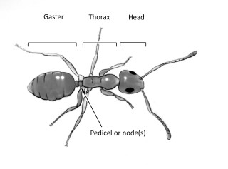 Bug diagram names labels insects - its side free wallpaper