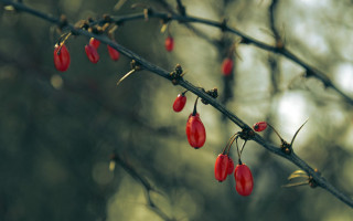 Red berries branch leaves macro - branch free wallpaper for desktop