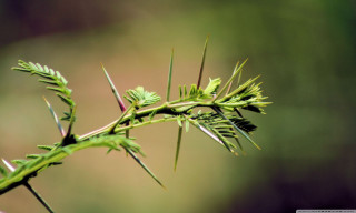 Close up plant leaves stems 2 - sharp high detail free wallpaper