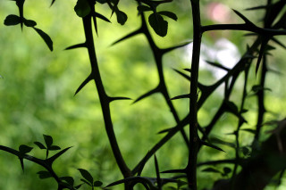 Close up plant leaves bamboo - a close up of a plant free wallpaper