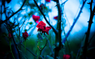 Red flowers field grass trees - a few branch free wallpaper
