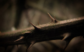 Branch spikes woods moss blurry - daarken free wallpaper