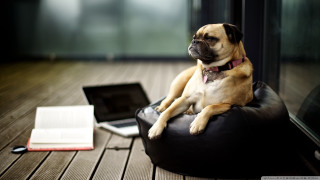 Dog bean bag laptop book - a laptop free wallpaper