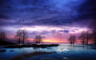 Swan swimming pond sunset purple - a swan free wallpaper