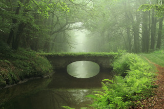 Bridge stream forest foggy sky - a foggy sky above free wallpaper