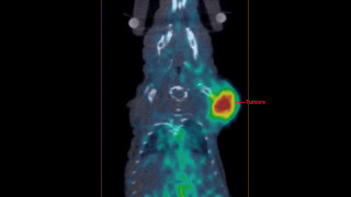 Radiograph hand red circle green - a red circle free wallpaper