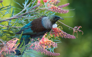 Bird branch flowers beak white - a white tip free wallpaper