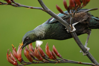 Bird perched branch red flowers - antoine ignace melling free wallpaper