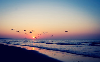 Flock birds flying ocean sunset - over the ocean free wallpaper