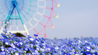 Ferris wheel blue flowers background - a ferris free wallpaper