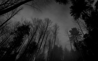 Dark forest tall trees fog 2 - a dark forest free wallpaper