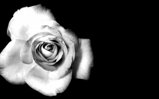 White rose black background christopher - a white rose free wallpaper