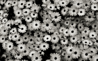 White flower bouquet closeup black - claire hummel free wallpaper
