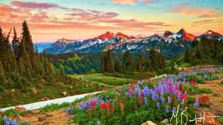 Mountain wildflowers stream sunset beautiful - arthur quartley free wallpaper