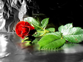 Red rose shiny surface leafy - a shiny surface free wallpaper
