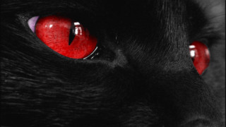 Black cat red eyes black 2 - red eye free wallpaper for desktop