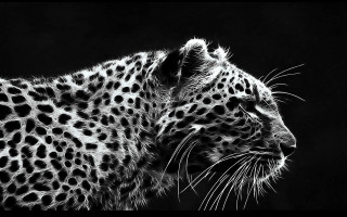 Leopard black white photo distant - its mouth open free wallpaper for desktop