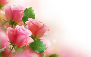 Pink roses green leaves white 6 - pink rose free wallpaper