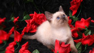 Cat red flowers blue eyes - red flower free wallpaper for desktop