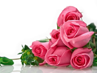 Pink roses table white wall - pink rose free wallpaper