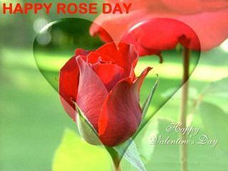 Red rose green field heart - a red rose free wallpaper